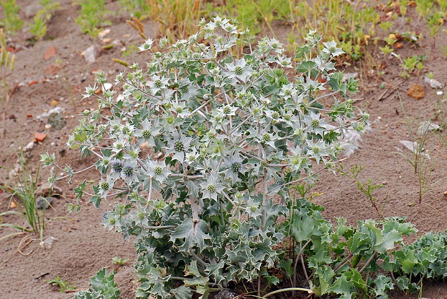 Eryngium maritimum / Calcatreppola marittima